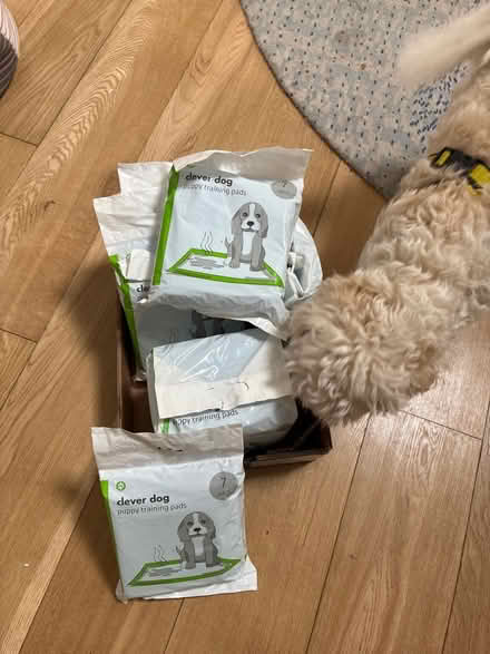 Photo of free Puppy training pads (Glencullen) #1