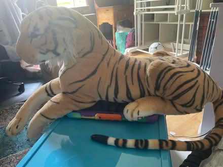 Photo of free Tiger Teddy (West Heath TN13) #1