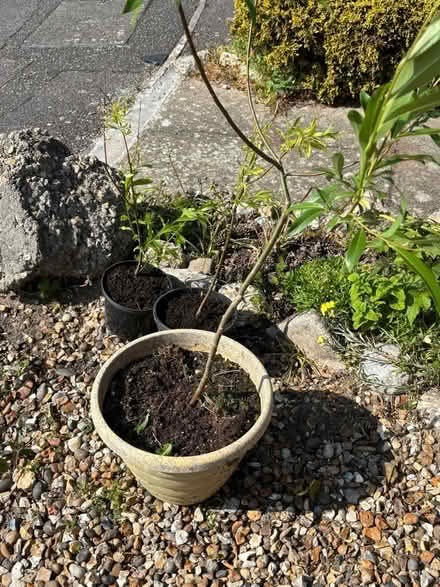 Photo of free Willow tree saplings (Jumpers Corner BH23) #2
