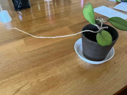 Photo of free Unknown plant (Tolworth) #3