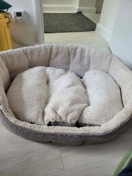 Photo of free Dog Bed (Bernards Heath AL1) #1