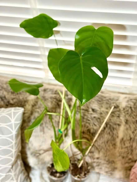 Photo of free 2x Monstera Deliciosa Plants (NG8 (Beechdale)) #3