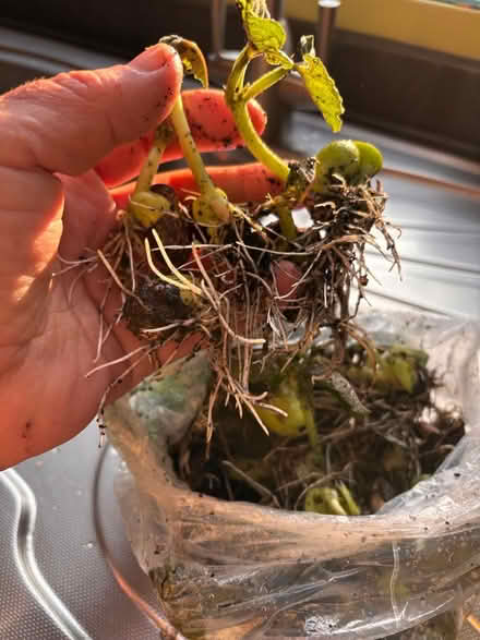 Photo of free Sprouting Runner Beans (Southwick Green) #1