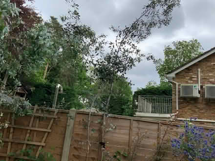 Photo of free Eucalyptus offcuts (Crowthorne RG45) #2