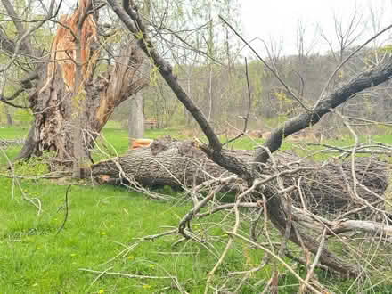 Photo of free Willow wood for camp fires (Cauterskill Road) #3