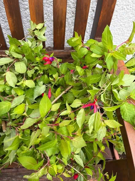 Photo of free Hardy Fuchia cuttings (Hendon NW4) #2