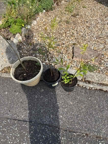 Photo of free Willow tree saplings (Jumpers Corner BH23) #3