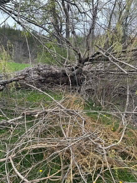 Photo of free Willow wood for camp fires (Cauterskill Road) #2