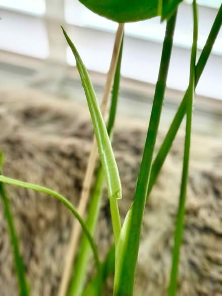 Photo of free 2x Monstera Deliciosa Plants (NG8 (Beechdale)) #2
