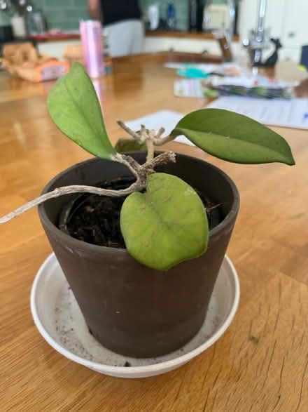 Photo of free Unknown plant (Tolworth) #2
