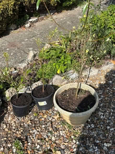 Photo of free Willow tree saplings (Jumpers Corner BH23) #1