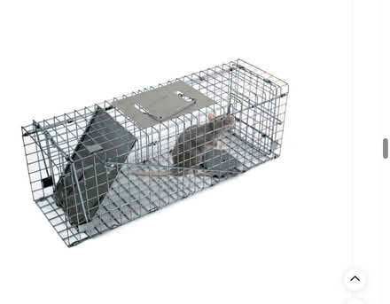 Photo of free Humane Squirrel trap (Oswestry SY11) #2