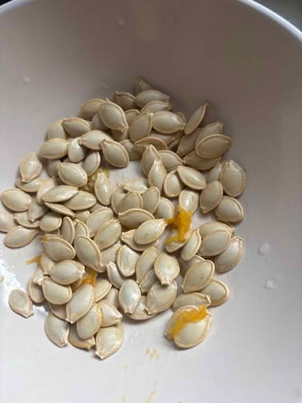 Photo of free Courgette Seeds (Old Aberdeen AB24) #1