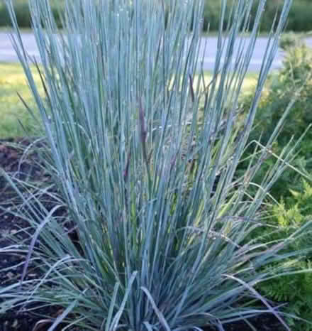Photo of free Crocus & Yarrow & Grass (Odenton) #3