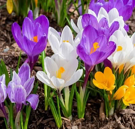 Photo of free Crocus & Yarrow & Grass (Odenton) #1