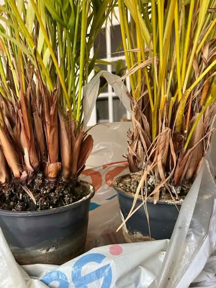 Photo of free Two palms (Tolworth) #3