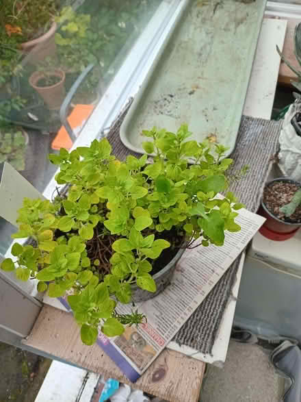 Photo of free Herb plant (Eastbourne BN20) #1