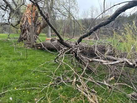 Photo of free Willow wood for camp fires (Cauterskill Road) #1