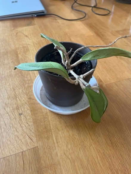 Photo of free Unknown plant (Tolworth) #1