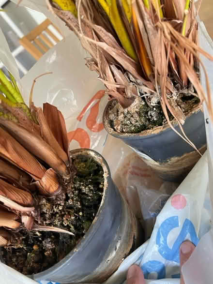 Photo of free Two palms (Tolworth) #4