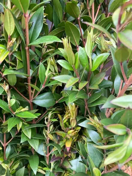 Photo of free Myrtle prunings suitable for florist or similar (Woodmancote GL52) #2