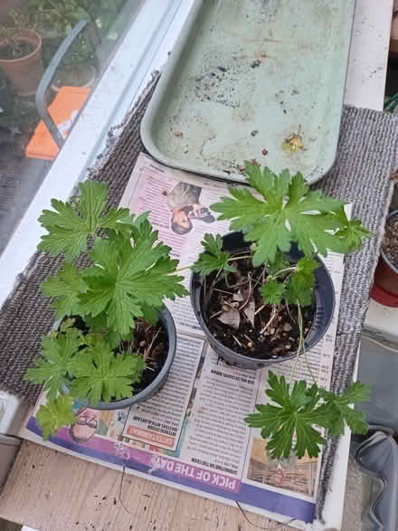 Photo of free 2 small geraniums (Eastbourne BN20) #1