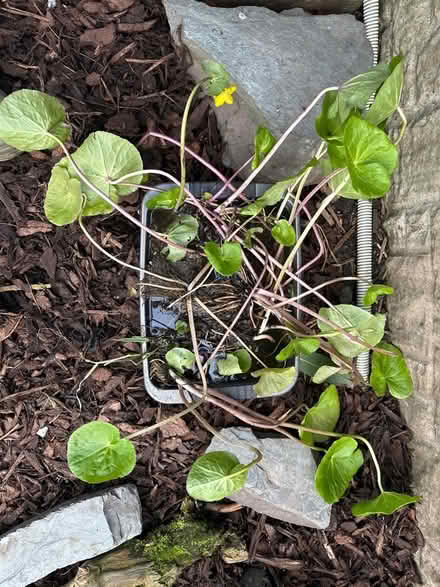 Photo of free Pond Plants (Ulverley Green B91) #2