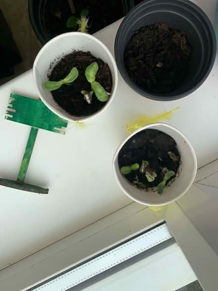 Photo of free Sunflowers (North walbottle NE5) #1