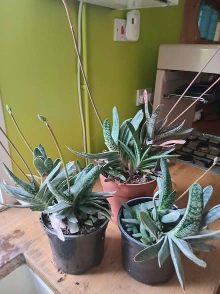Photo of free 3 pots of succulents (Eastbourne BN20) #1