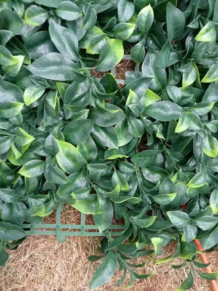 Photo of free Fake foliage panels (Lower Morden SM4) #4