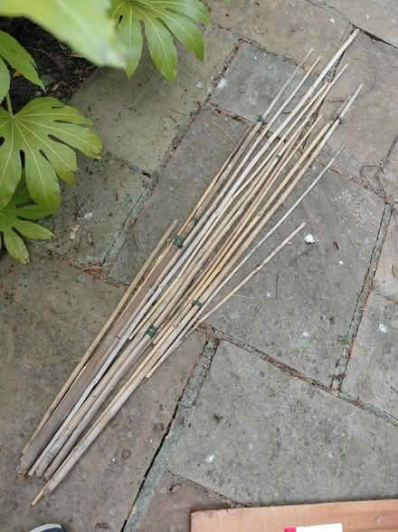 Photo of free Bamboo KT3 (New Malden KT3) #1