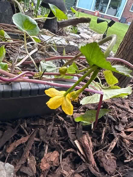 Photo of free Pond Plants (Ulverley Green B91) #1