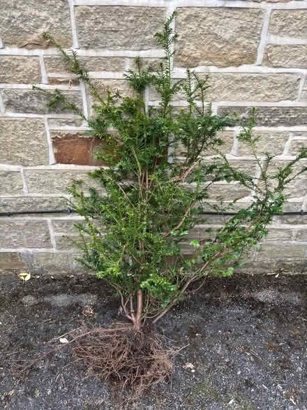 Photo of free Yew sapling (Oakworth, BD22) #1