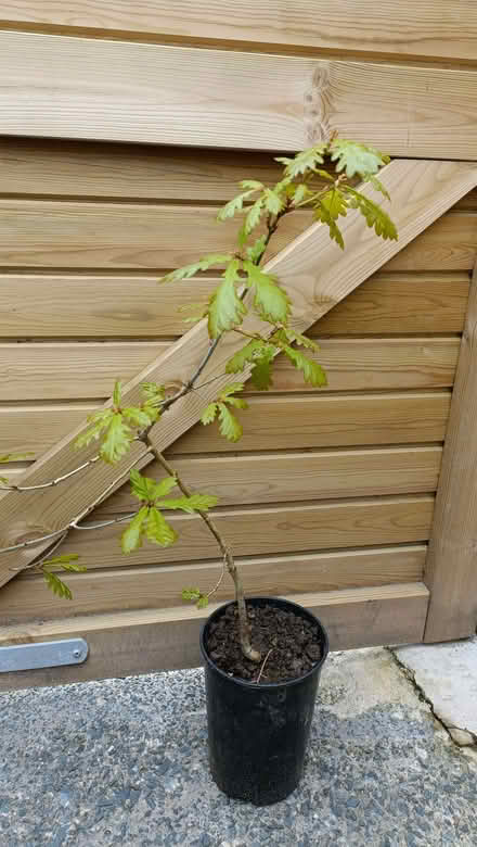 Photo of free 2 x Oak saplings (Oxenholme LA9) #1