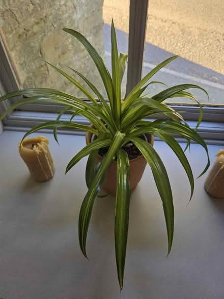 Photo of free Spider & fern plants in pots (Hexham NE46) #1