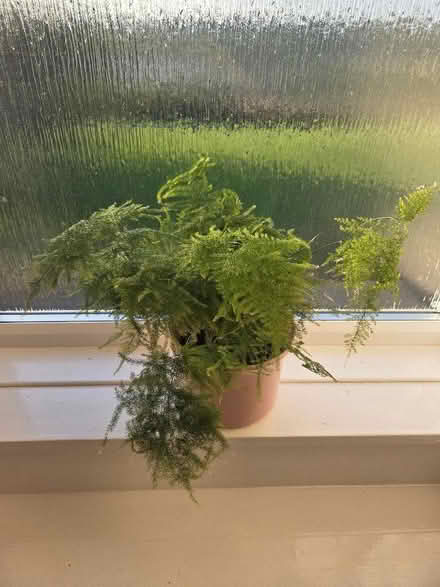 Photo of free Spider & fern plants in pots (Hexham NE46) #2