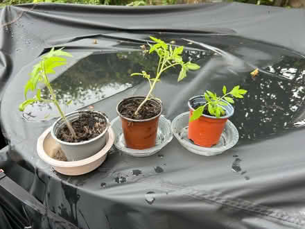 Photo of free Small tomato plants (Cotham BS6) #1