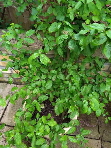 Photo of free Shrub: red dogwood (Cornus) (Caldecott OX14) #1