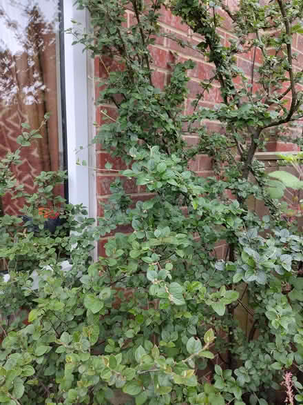 Photo of free Shrubs: cotoneaster (Caldecott OX14) #1
