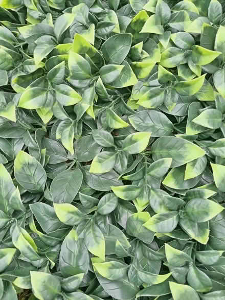 Photo of free Fake foliage panels (Lower Morden SM4) #3