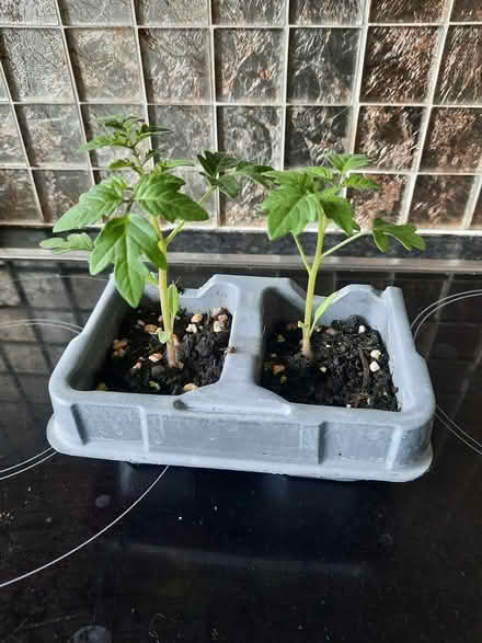 Photo of free 2 seedling toms Red Cherry Cerise (Morden SM4) #2
