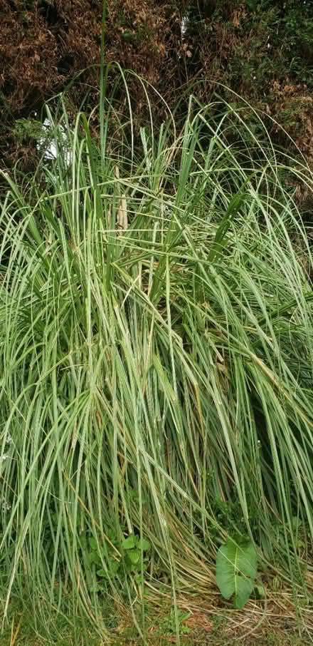 Photo of free For weaving? (WF4 Horbury) #1
