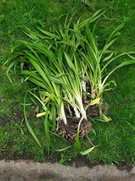 Photo of free Day lilies (West Bowling BD5) #1