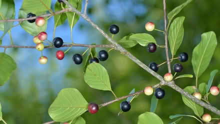 Photo of Hedge plants (Llwynmawr LL20) #2