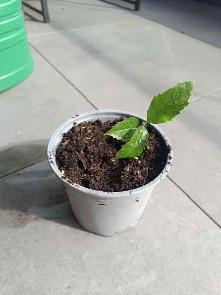 Photo of free Holm oak seedling (Hove BN3) #2