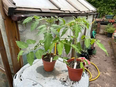 Photo of free Tomato Plants (Greaves LA1) #1