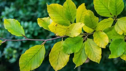 Photo of Hedge plants (Llwynmawr LL20) #3