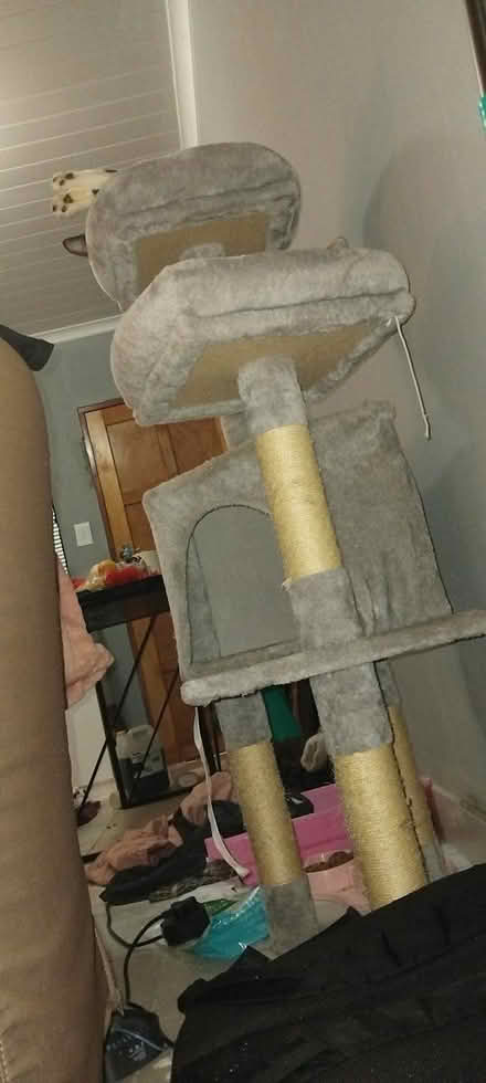 Photo of free Cat Tree (Stellenbosch) #1