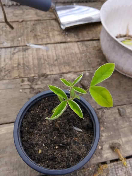 Photo of free Laburnum tree sapling (Mile Cross NR3) #2