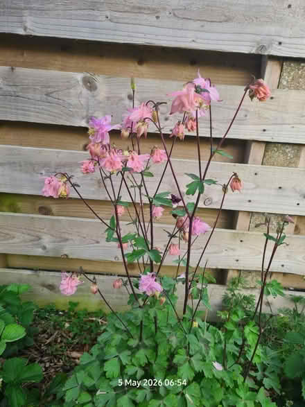 Photo of free Aquilegia Seedlings (Elborough BS24) #4